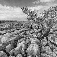 Buy canvas prints of Limestone Pavement in high contrast monochrome.  by Mark Godden