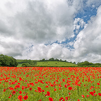 Buy canvas prints of Poppies by Mark Godden