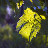 Buy canvas prints of  Evening Vine Leaf by Graham Thomas