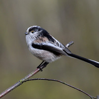 Buy canvas prints of  Long Tailed Tit by David Brotherton