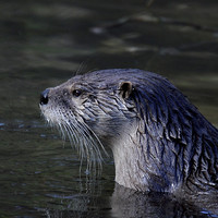 Buy canvas prints of  Otter Watch by David Brotherton