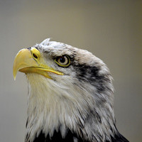 Buy canvas prints of  Grumpy Bald Eagle by David Brotherton