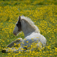 Buy canvas prints of  Foal in the Buttercups by David Brotherton