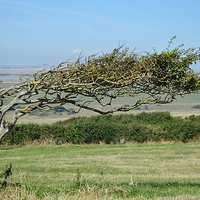 Buy canvas prints of  Windswept Tree by David Brotherton