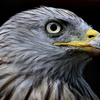 Buy canvas prints of  Red Kite Portrait by David Brotherton