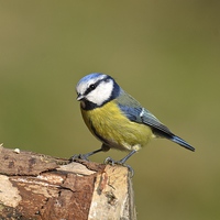 Buy canvas prints of  Blue Tit in the Woods by David Brotherton