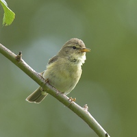 Buy canvas prints of  Willow Warbler by David Brotherton