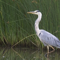 Buy canvas prints of  Grey Heron by David Brotherton