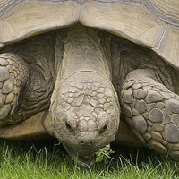 Buy canvas prints of Giant Tortoise by David Brotherton