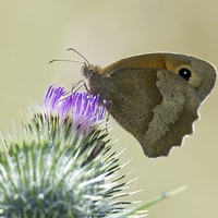 Buy canvas prints of Small Heath Butterfly by David Brotherton