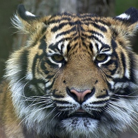 Buy canvas prints of Eye Of The Tiger by David Brotherton