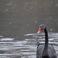Buy canvas prints of  The Black Swan by David Brotherton