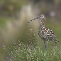 Buy canvas prints of  Curlew on the Moors by David Brotherton