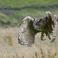 Buy canvas prints of  Eagle Owl Flight by David Brotherton