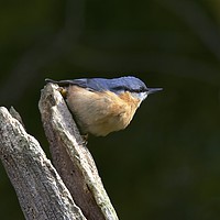 Buy canvas prints of Cheeky Nuthatch by David Brotherton