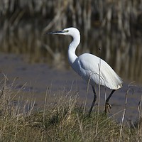 Buy canvas prints of Little Egret by David Brotherton