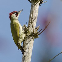 Buy canvas prints of Green Woodpecker by David Brotherton