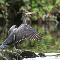 Buy canvas prints of Cormorant On The River by David Brotherton