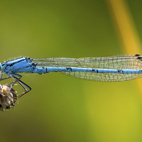 Buy canvas prints of  Common blue Damselfly by Arthur S