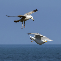 Buy canvas prints of Seagull Attacking Another Seagull by Rich Wiltshire