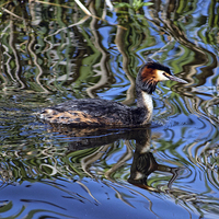 Buy canvas prints of  Great Crested Grebe by Rich Wiltshire
