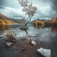 Buy canvas prints of The Lone Tree by Rich Wiltshire