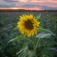 Buy canvas prints of Sunflower At Sunset by Rich Wiltshire