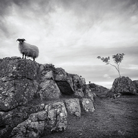 Buy canvas prints of  Sheep in mono by Scott Robertson