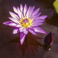 Buy canvas prints of  Stunning Water Lily by scott innes