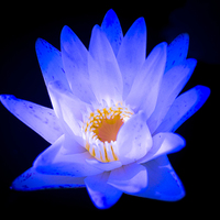 Buy canvas prints of  Flower Water Lily by scott innes