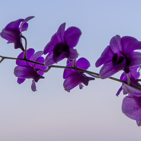 Buy canvas prints of  Orchids by scott innes