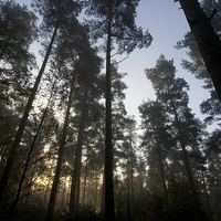 Buy canvas prints of  Misty morning in the forest by Alex Murray