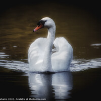 Buy canvas prints of The Majestic Swan by Ray Abrahams