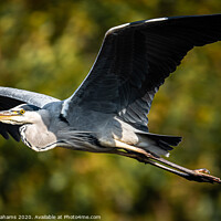 Buy canvas prints of Heron In Flight by Ray Abrahams