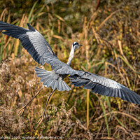Buy canvas prints of Spread Your Wings by Ray Abrahams