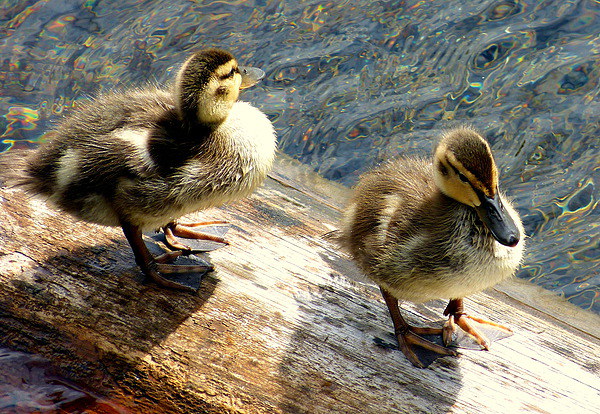  Two little ducks went swimming one day. Picture Board by Judith Lightfoot