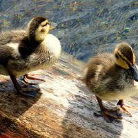 Buy canvas prints of  Two little ducks went swimming one day. by Judith Lightfoot