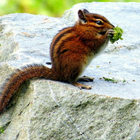 Buy canvas prints of  A Chipmunk's lunch break by Judith Lightfoot