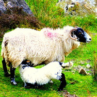 Buy canvas prints of Dinner time for this young lamb by Judith Lightfoot