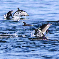 Buy canvas prints of Dolphins Having Fun by Judith Lightfoot