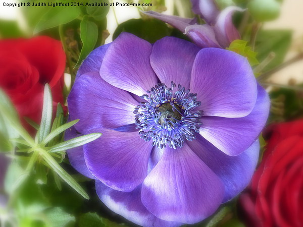  Anemone Picture Board by Judith Lightfoot