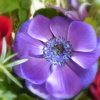 Buy canvas prints of  Anemone by Judith Lightfoot