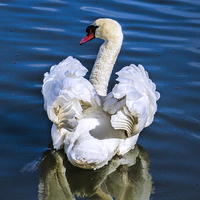 Buy canvas prints of  A Courting Swan by Judith Lightfoot