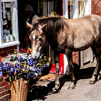 Buy canvas prints of Ponies Say It With Flowers  by Judith Lightfoot
