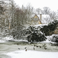 Buy canvas prints of A Frozen Duck Pond  by Judith Lightfoot