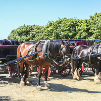 Buy canvas prints of  Sark Horse and Carriage by Judith Lightfoot