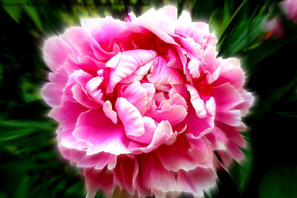 Delightful  Peony flower Picture Board by Judith Lightfoot