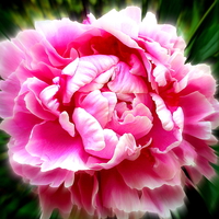 Buy canvas prints of Delightful  Peony flower by Judith Lightfoot