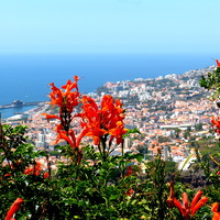 Buy canvas prints of  The Island of Flowers Madeira by Judith Lightfoot