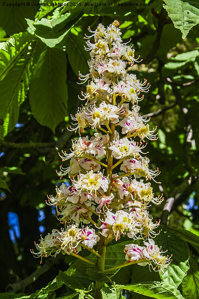  Horse chestnut flower Picture Board by Judith Lightfoot